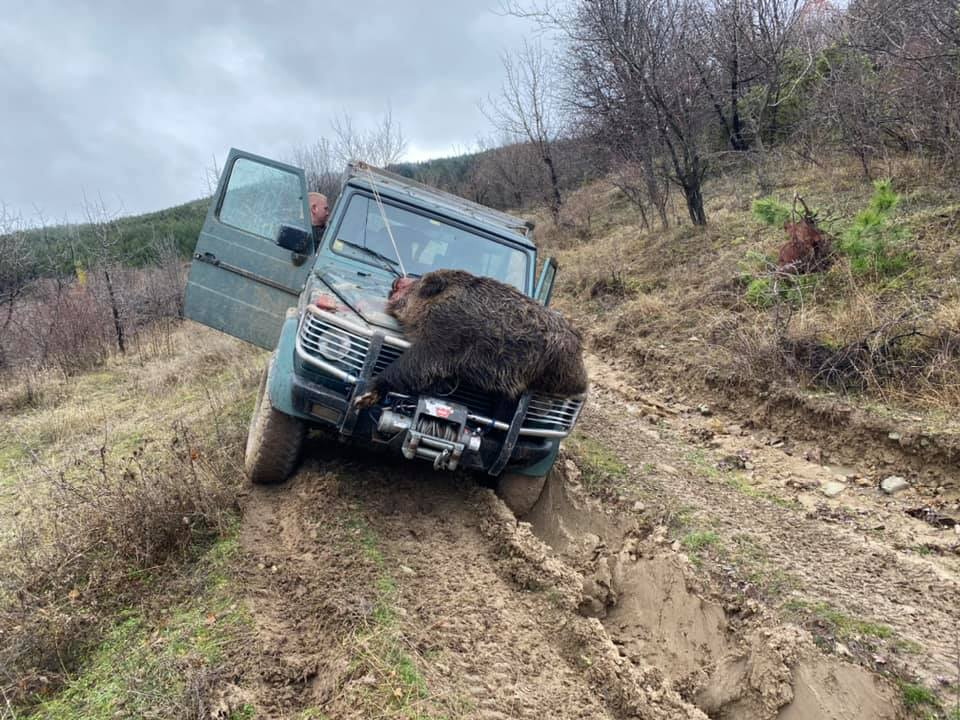 Гигантски звяр бе повален с 1 изстрел при ловен излет на дружинка "Черноочене" СНИМКИ