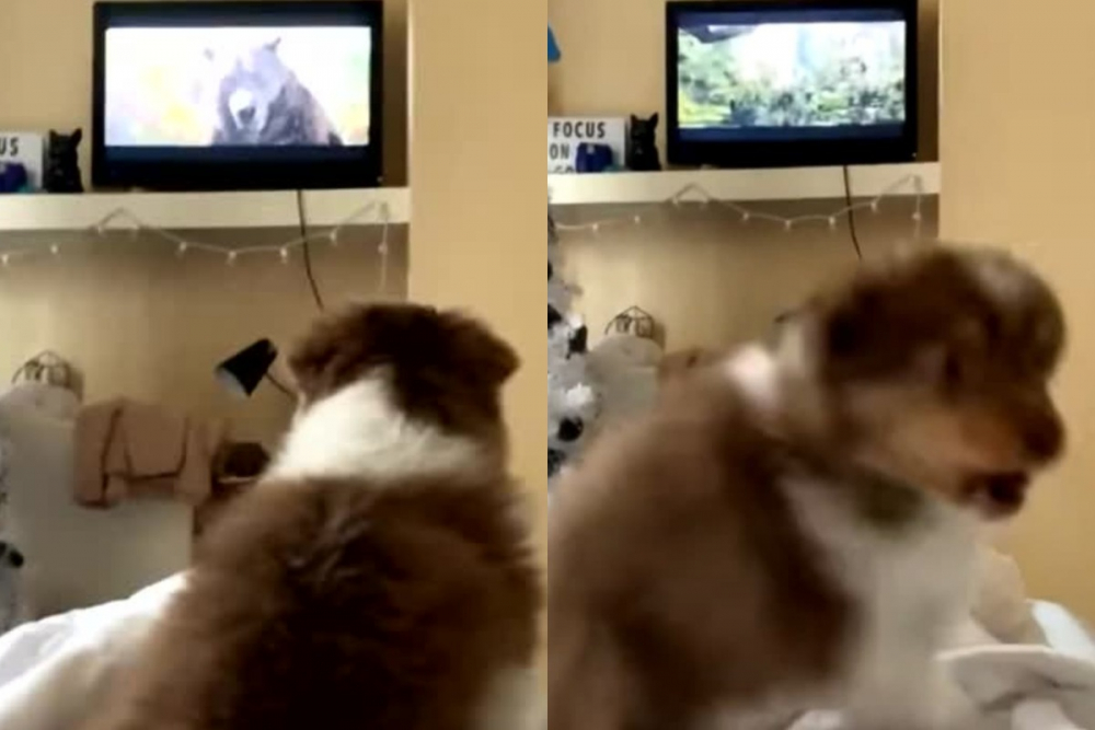 Куче се уплаши от мечка от телевизията и развесели интернет ВИДЕО