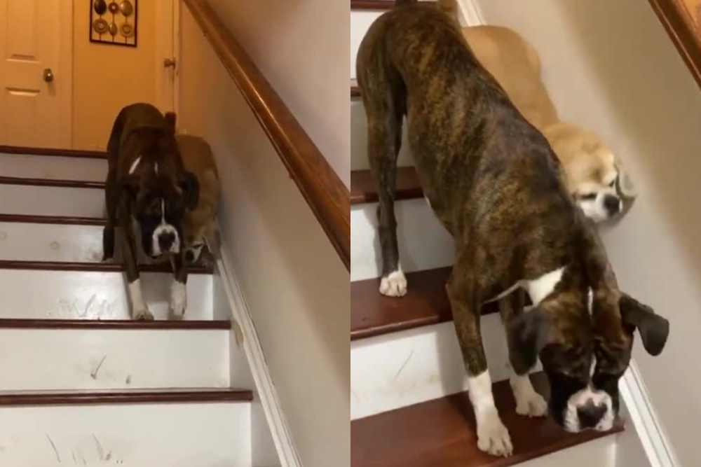 Трогателно: Куче помогна на сляпата си приятелка да слезе по стълбите ВИДЕО