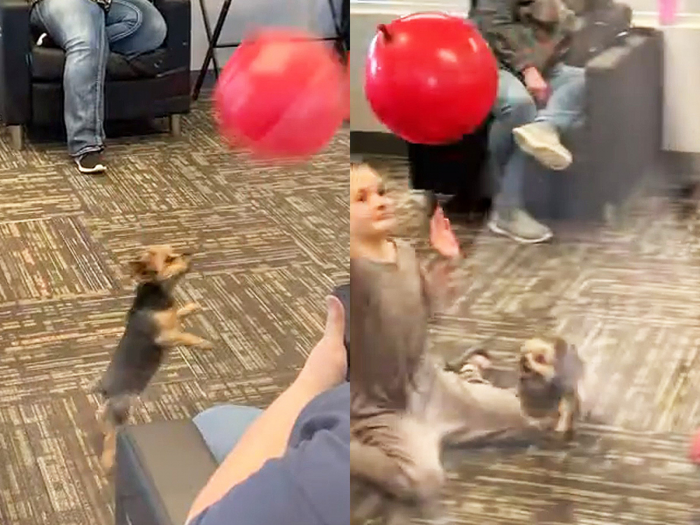 Кученце си поигра с балон и възхити мрежата ВИДЕО