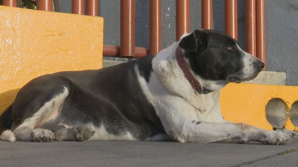 "Мексиканският Хачико": Предано куче чака всеки ден мъж на автогарата 