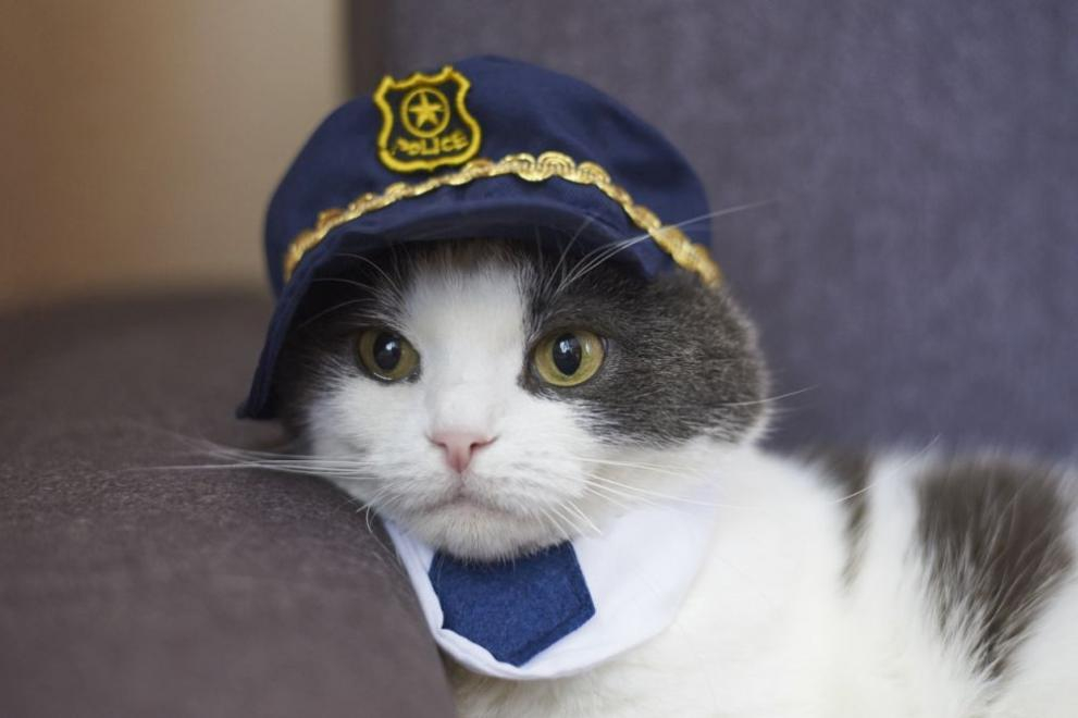 Котки блокираха работата на полицейско управление 