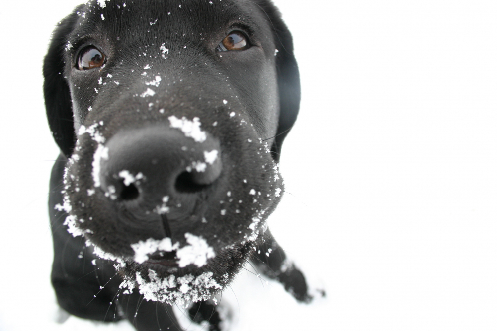 Могат ли кучетата да настинат и да ни заразят с грип? СНИМКИ