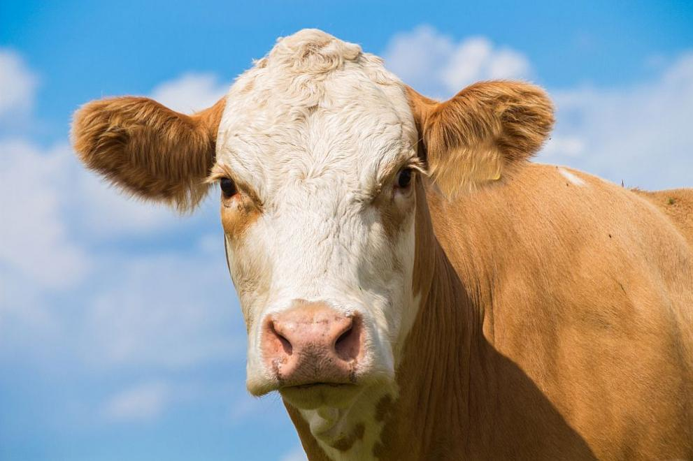 Фермери в Якутия слагат сутиени на кравите си СНИМКИ/ВИДЕО