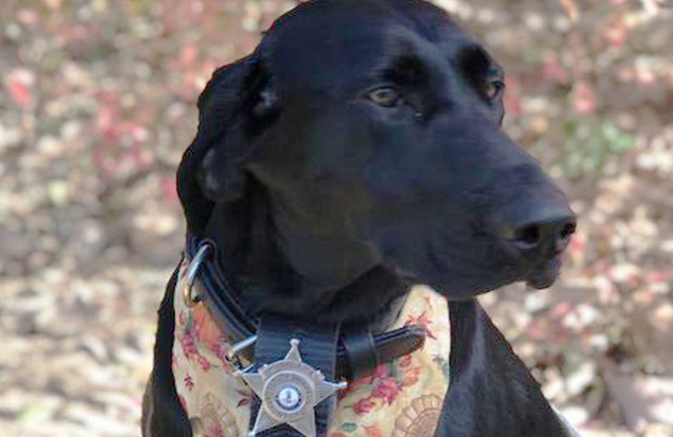 Тъжната история на полицейското куче-герой, загинало по време на служба СНИМКИ
