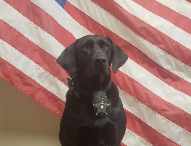 Тъжната история на полицейското куче-герой, загинало по време на служба СНИМКИ