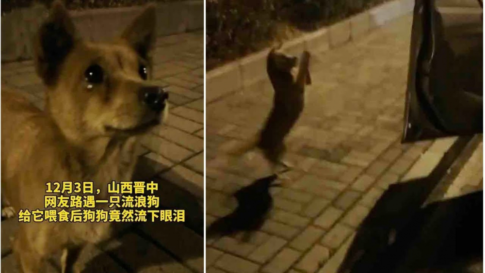Улично куче се "разплака", когато непозната жена го нахрани ВИДЕО