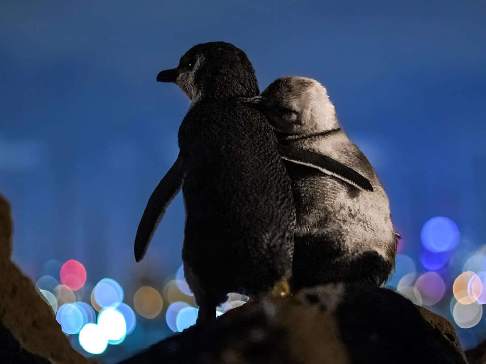 СНИМКА на два пингвина обиколи света и разтърси мрежата 