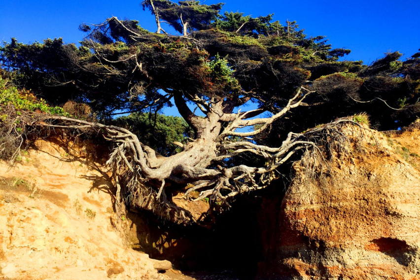 Феномен на природата: Омагьосано дърво, което живее срещу всички правила