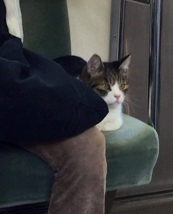 Най-странната котка в Токио пътува с метро и... 