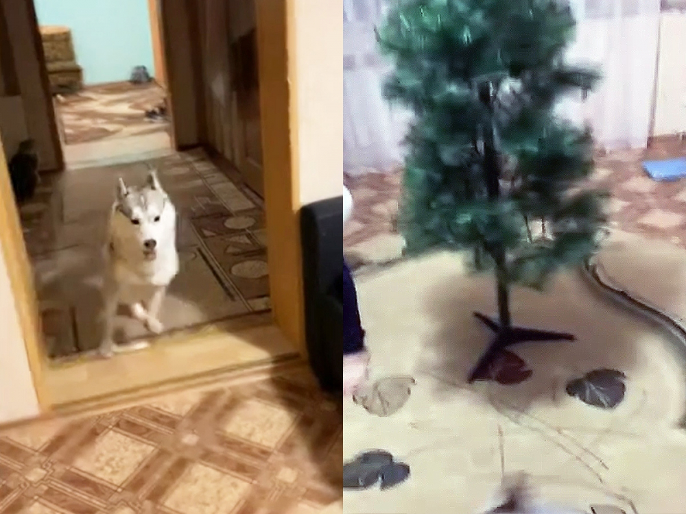 Вижте емоционалната реакция на куче към новогодишната елха ВИДЕО
