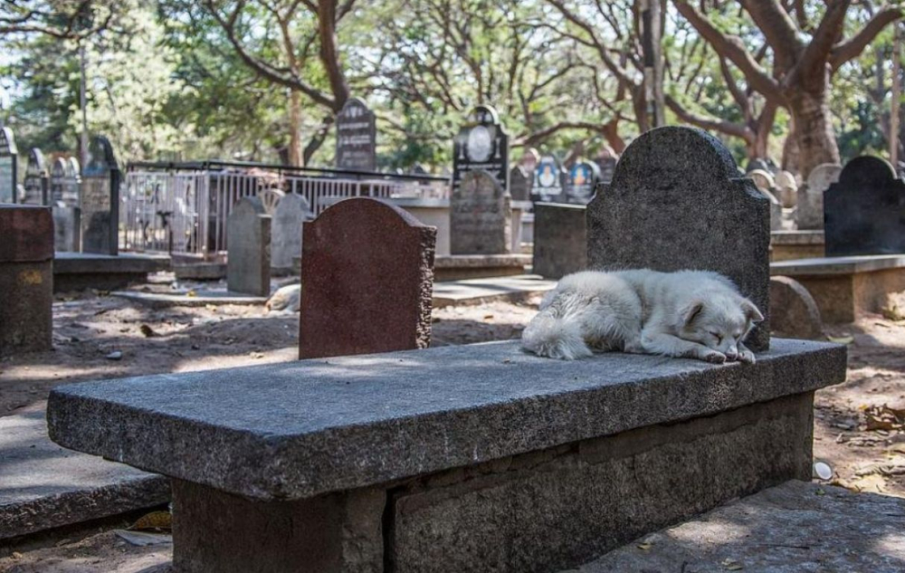 Трогателно: Куче вече 3 г. лежи върху гроба на малко момченце и...