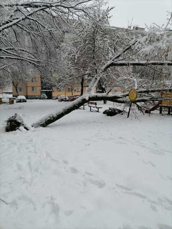Снежен ад във Видин, изпочупени са дървета и стълбове СНИМКИ