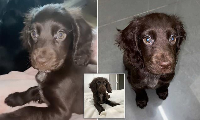 Това сладко кученце стана звезда в интернет, прилича на принцеса на "Дисни" СНИМКИ