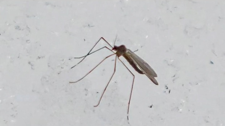 В Русия откриха мразоустойчиви комари ВИДЕО
