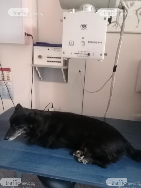 Жестокост! Изроди стреляха и биха изоставени и болни кучета в Асеновград
