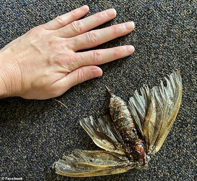 Жена откри огромно насекомо в дома си и ужаси мрежата СНИМКИ 