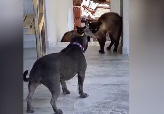 ВИДЕО запечата епична конфронтация между куче и две котки 