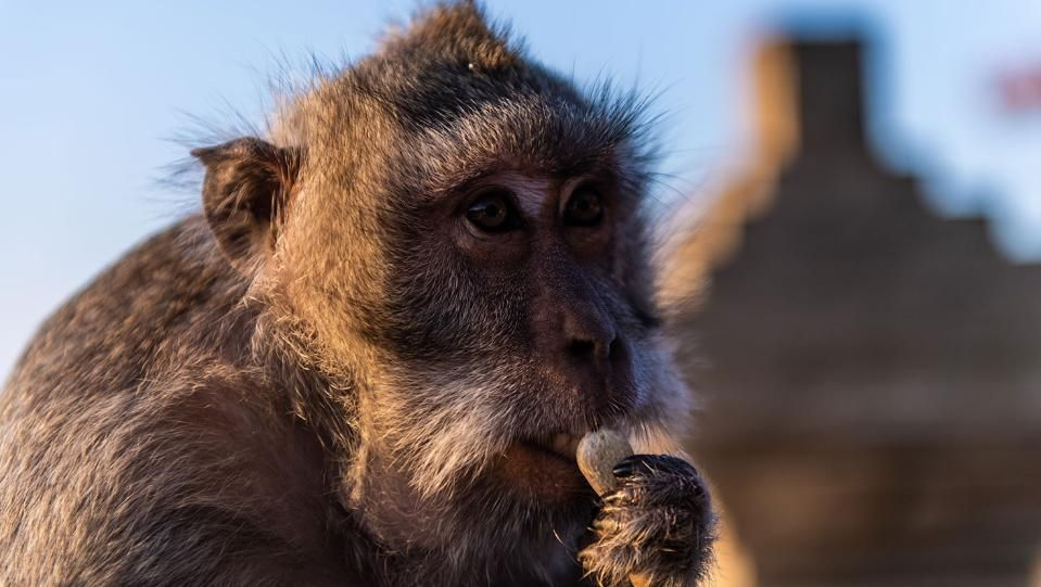 Тарикати: Как маймуните се научиха да крадат скъпи вещи
