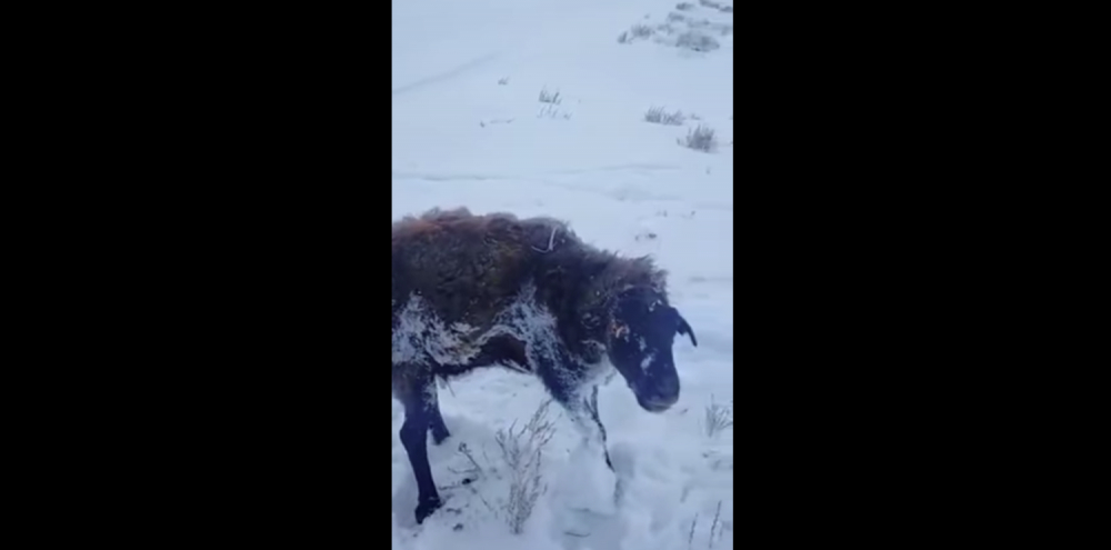 Кошмарни студове в Казахстан: животните замръзват в движение ВИДЕО