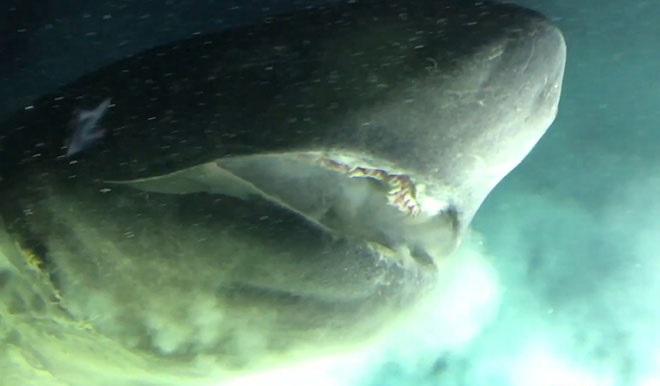 Акула с невиждани размери бе запечатана на ВИДЕО край Бахамите