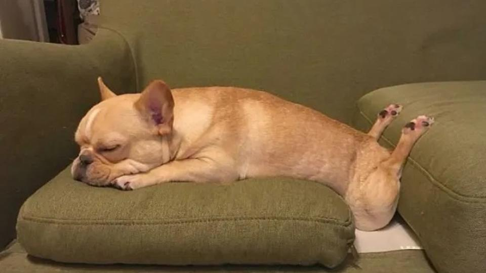 Много смешни СНИМКИ на кучета, спящи в забавни пози 