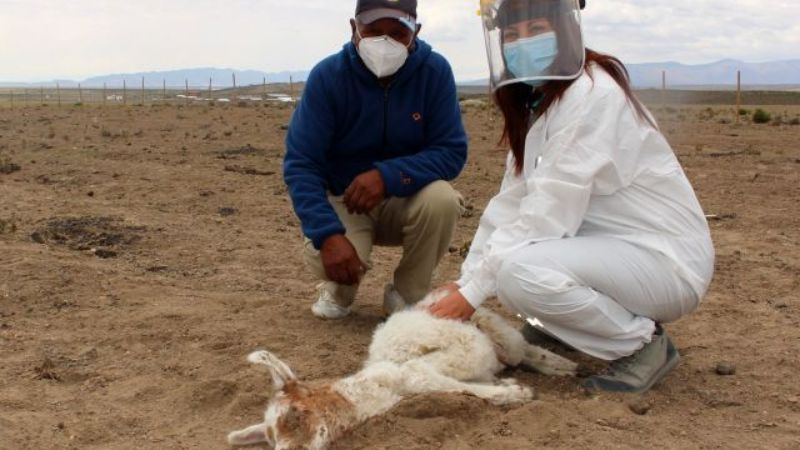 Чупакабра изсмука кръвта на 50 алпаки и лами за една нощ в Чили