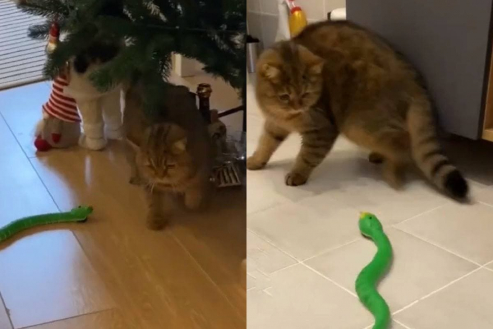 Котка се изплаши от нова играчка и развесели интернет ВИДЕО