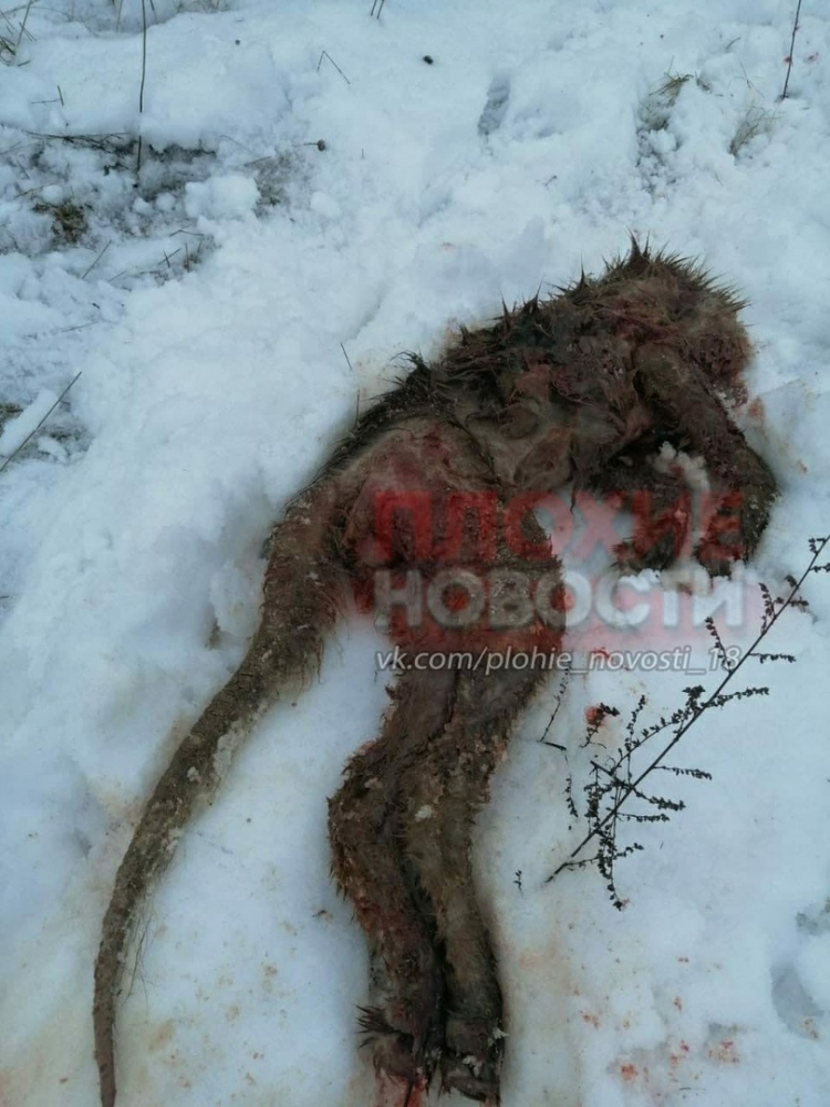 Гигантски плъх или Чупакабра: Заснеха зловещ звяр в Русия СНИМКИ 18+