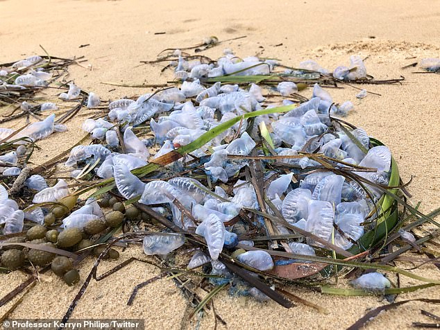 Невиждани и опасни същества налазиха плаж в Сидни СНИМКИ
