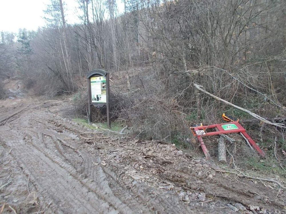 Поредна варварска свинщина в Странджа! СНИМКА