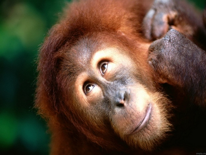 Невероятно: Орангутан се научи да говори ВИДЕО
