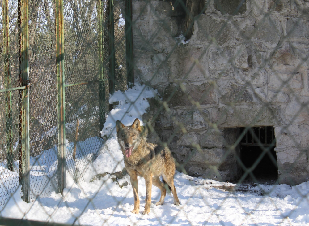 Вълк избяга от зоопарка в Хасково, издирват го