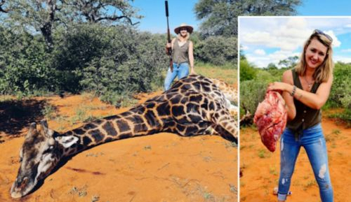 Жестокост: Ловджийка уби жираф и изтръгна сърцето му, а после се похвали СНИМКА