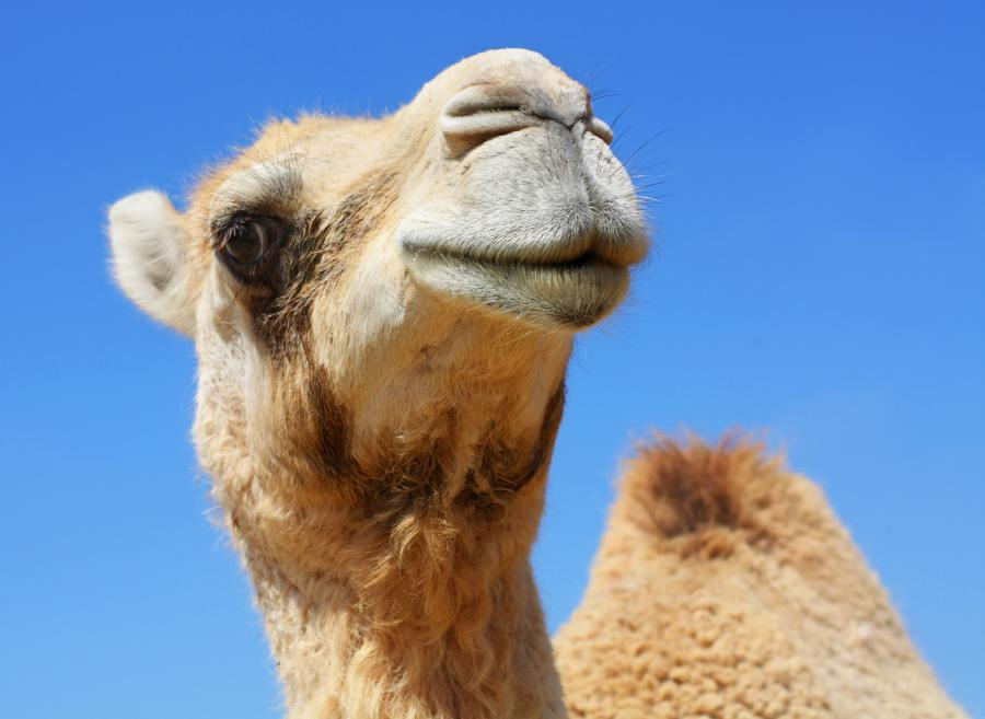 Невиждано! Политик яхна камила, защото цените на горивата поскъпнаха ВИДЕО