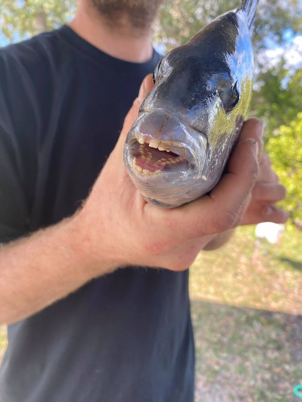 Рибар извади ужасяваща твар с човешки зъби СНИМКИ 