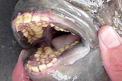 Рибар извади ужасяваща твар с човешки зъби СНИМКИ 