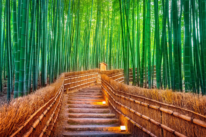 Прочутата бамбукова гора, от която милиони туристи са разочаровани