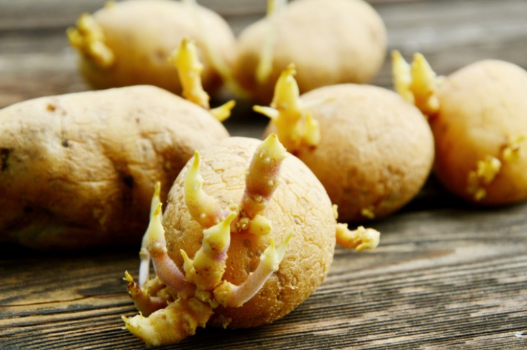 Никога не сте знаели за лечебните свойства на кълновете на картофите