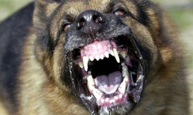 Глутница кучета нападна 9-годишно дете в Дупница