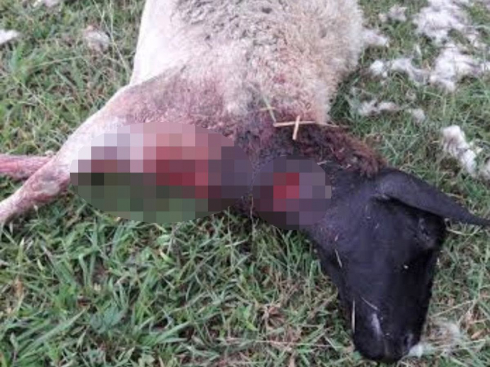 Ужасяващ Чупакабра изсмука кръвта на стадо овце СНИМКИ