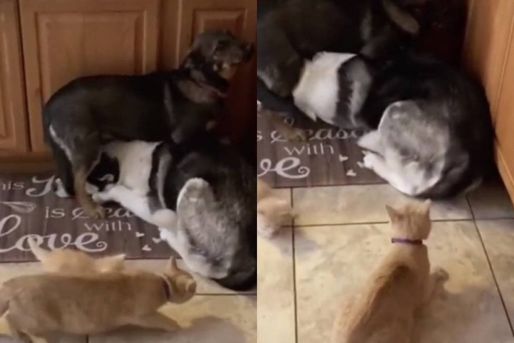 Вижте как майка котка изплаши кучета заради котенцето си ВИДЕО
