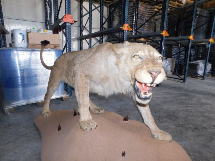 Откриха лъв в складово хале край Разград СНИМКИ 