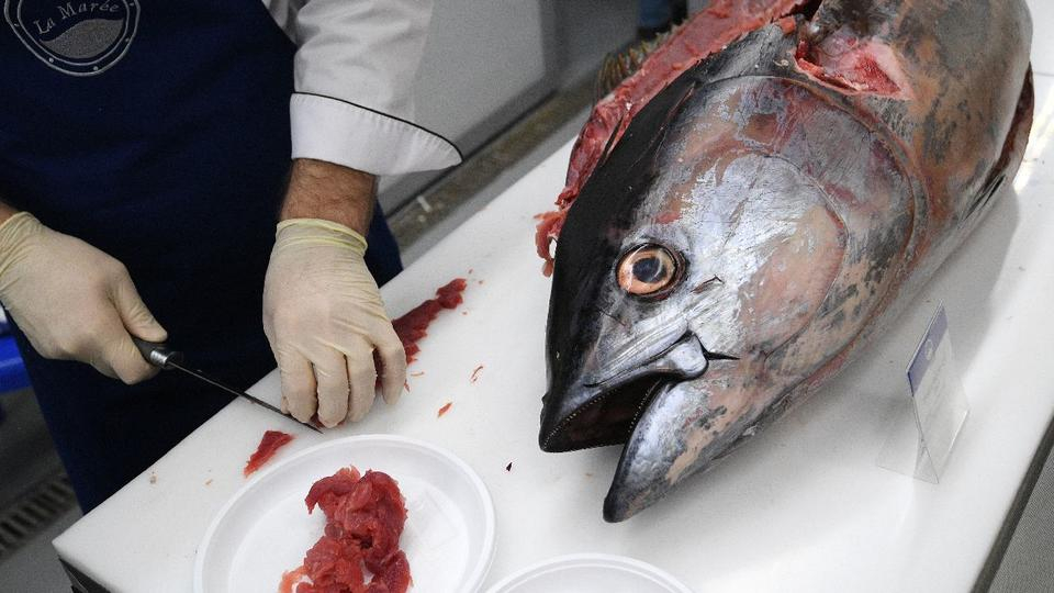 Учен назова полезни риби, които могат да отровят хората