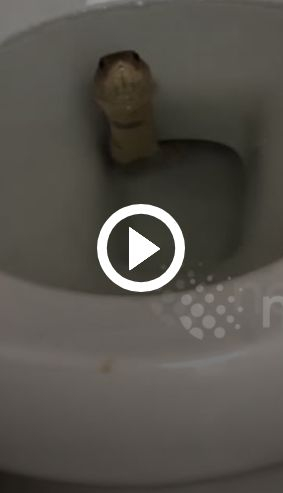 Мъж откри жива кобра в тоалетната си ВИДЕО 
