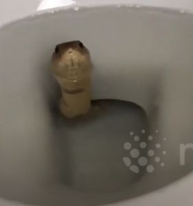Мъж откри жива кобра в тоалетната си ВИДЕО 