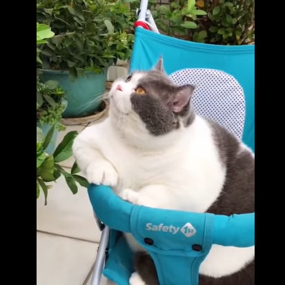 Най-сладкото дебело котенце на света се вози в бебешка количка ВИДЕО