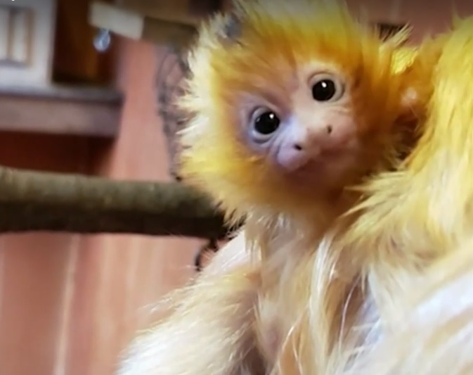 Две бебета от застрашен вид маймуни се родиха в зоопарка в Атланта ВИДЕО