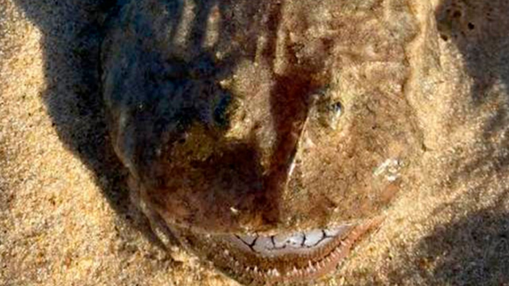 Странно същество с най-белите зъби в света бе изхвърлено на брега СНИМКА