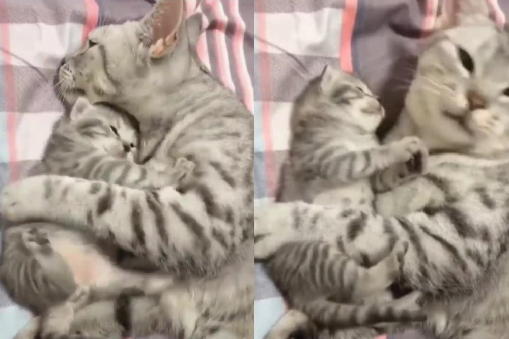 Прегръдките между майка котка и малкото й трогнаха мрежата ВИДЕО